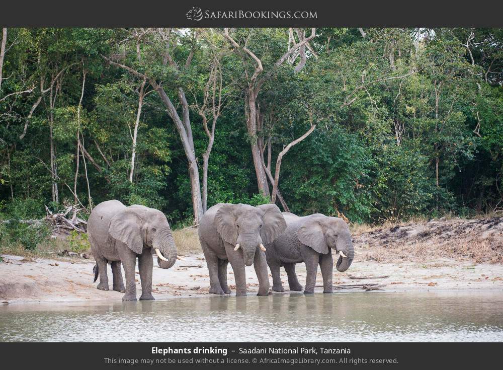 Elephants drinking in Saadani National Park, Tanzania