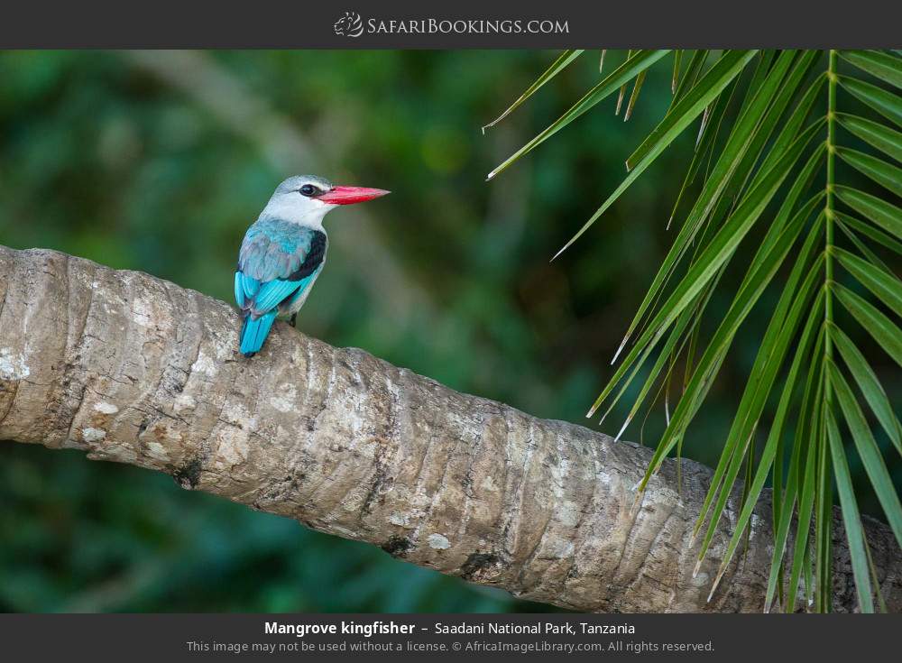 Mangrove kingfisher in Saadani National Park, Tanzania
