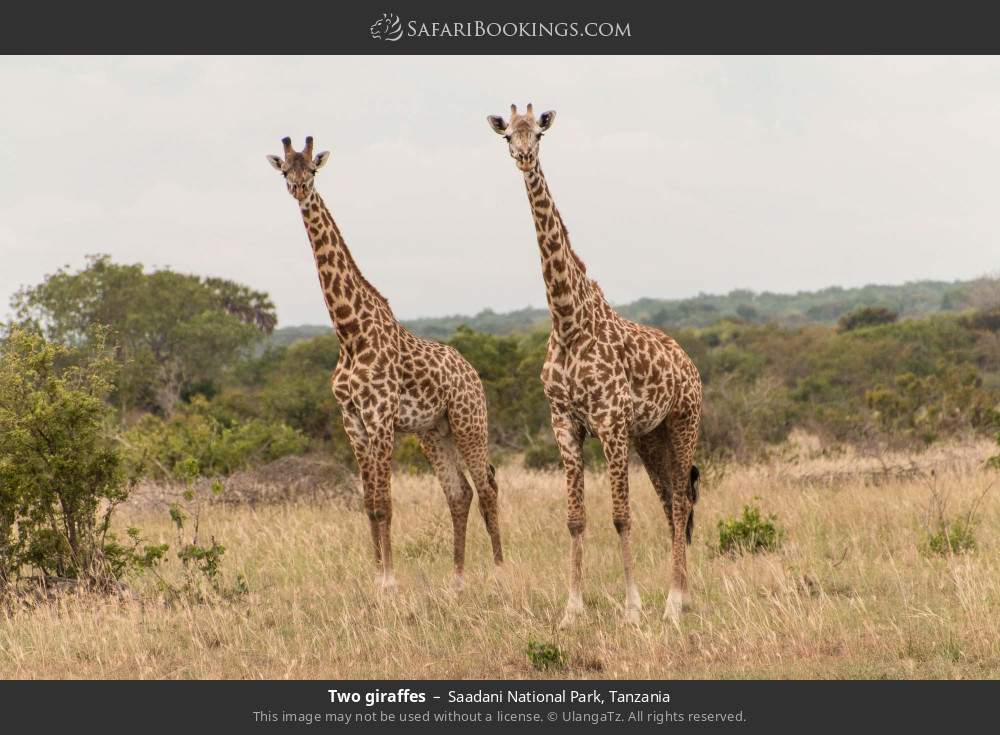 Two giraffes in Saadani National Park, Tanzania