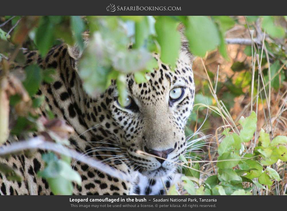 Leopard camouflaged in the bush in Saadani National Park, Tanzania