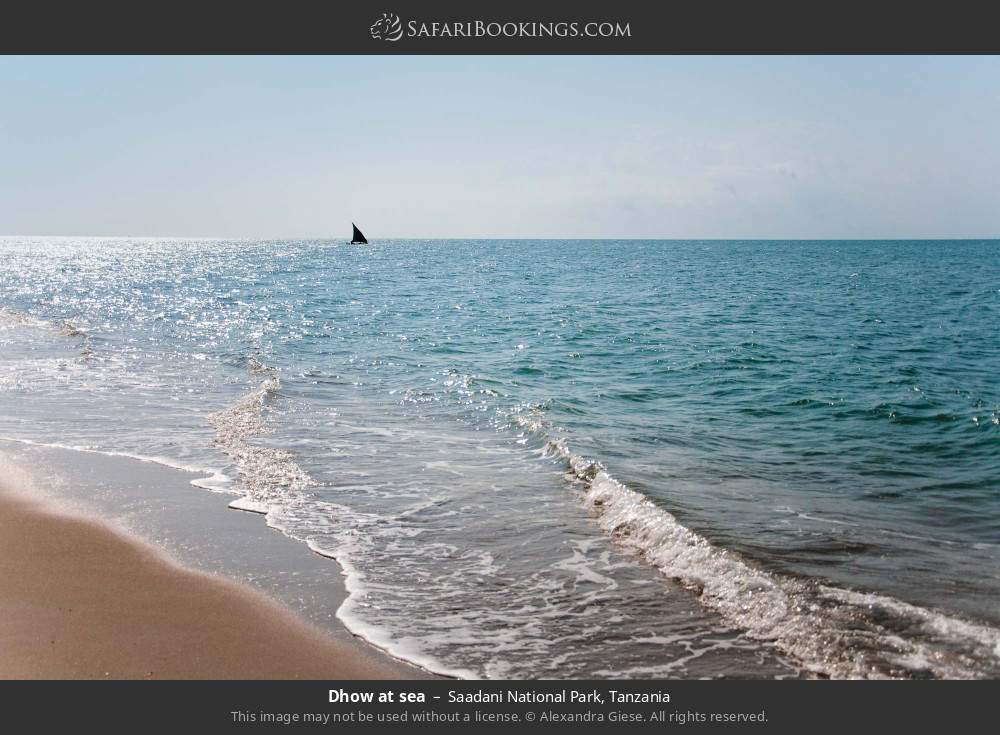 Dhow at sea in Saadani National Park, Tanzania