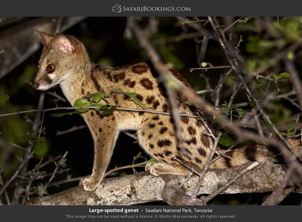Large-spotted genet in Saadani National Park, Tanzania