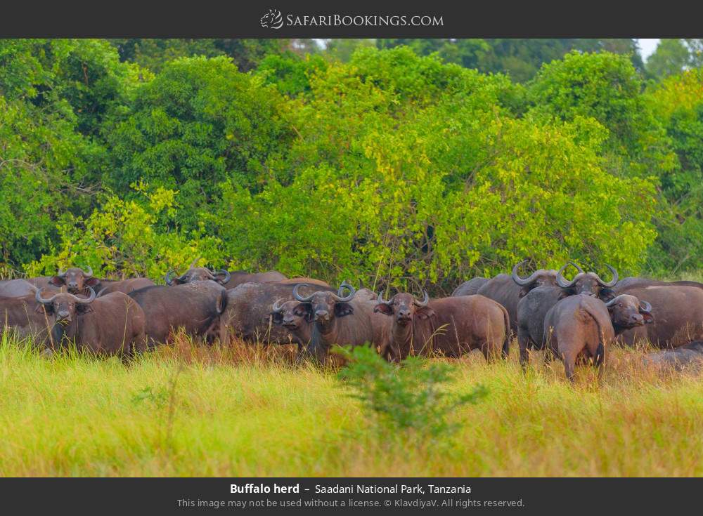 Buffalo herd in Saadani National Park, Tanzania