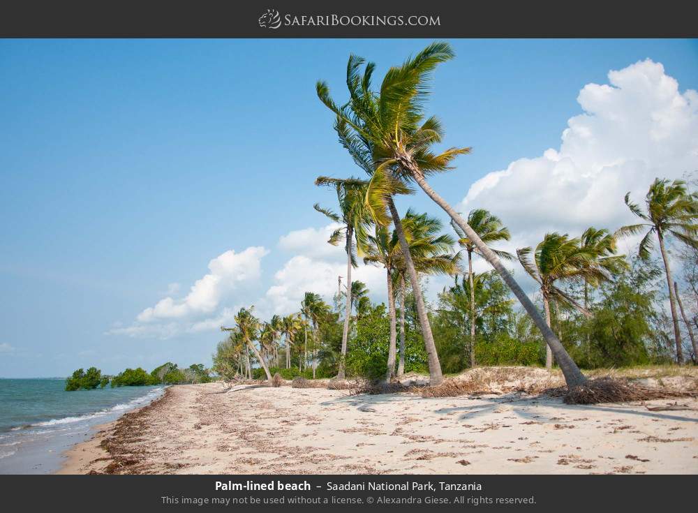 Palm-lined beach in Saadani National Park, Tanzania