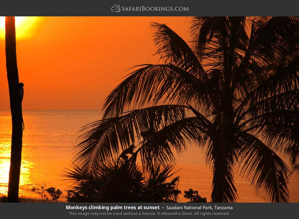 Monkeys climbing palm trees at sunset in Saadani National Park, Tanzania