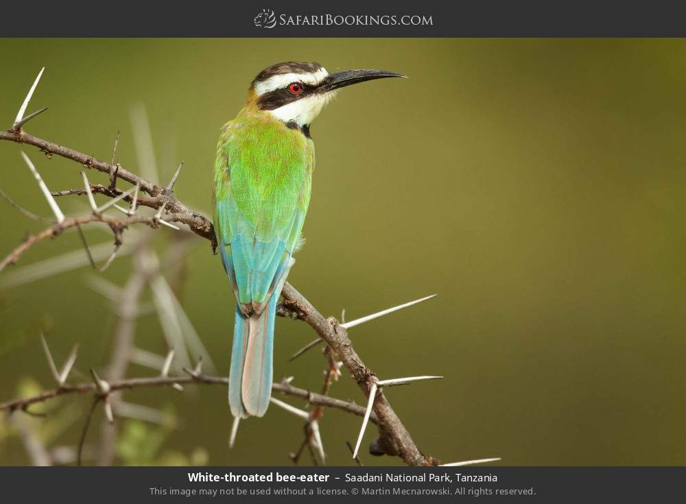 White-throated bee-eater in Saadani National Park, Tanzania