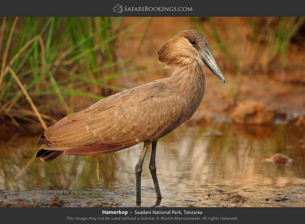 Hamerkop in Saadani National Park, Tanzania