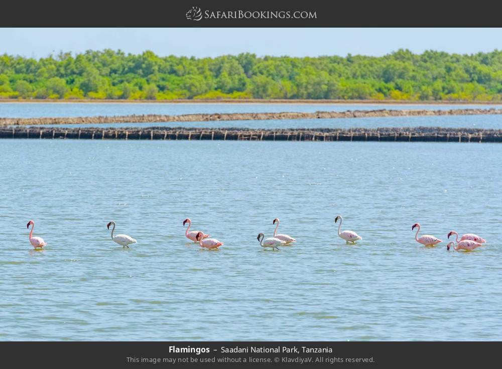 Flamingos in Saadani National Park, Tanzania