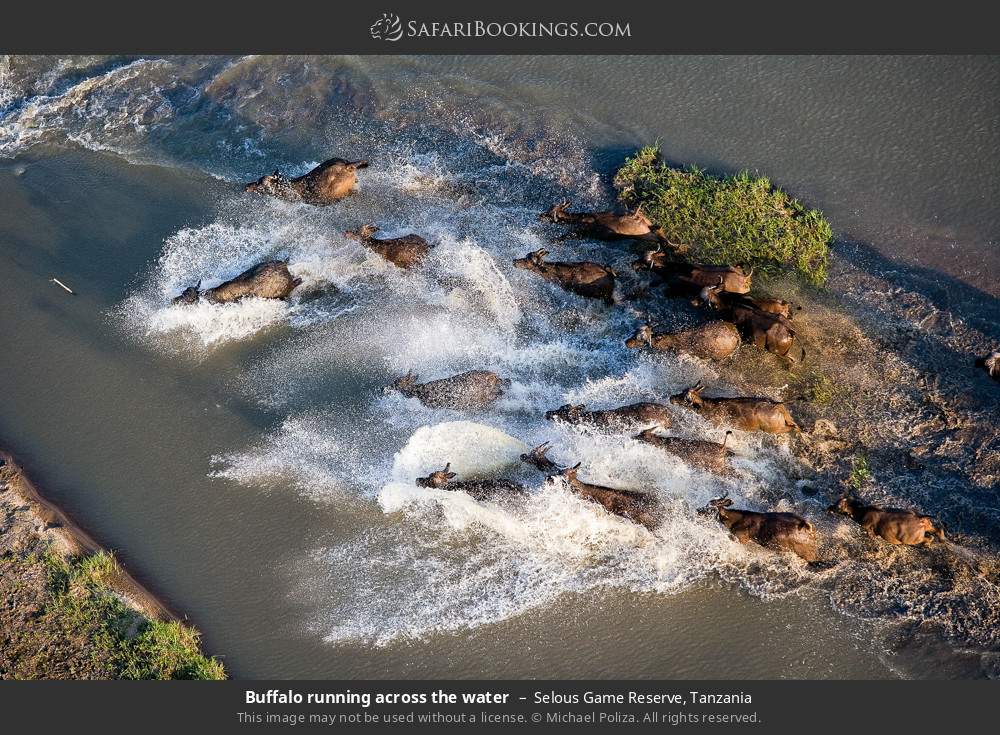 Buffalo running across the water in Selous Game Reserve, Tanzania