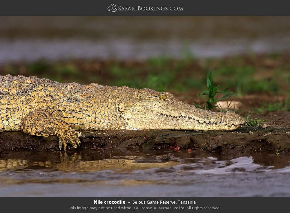 Nile crocodile in Selous Game Reserve, Tanzania
