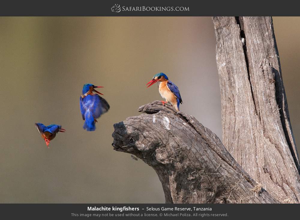 Malachite kingfishers in Selous Game Reserve, Tanzania