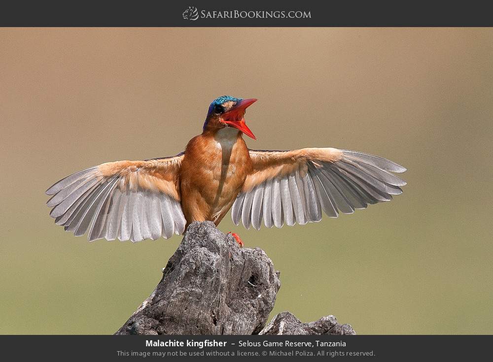 Malachite kingfisher in Selous Game Reserve, Tanzania