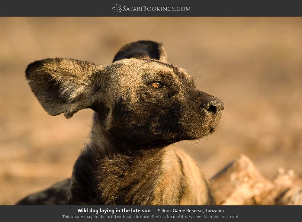 Wild dog laying in the late sun in Selous Game Reserve, Tanzania