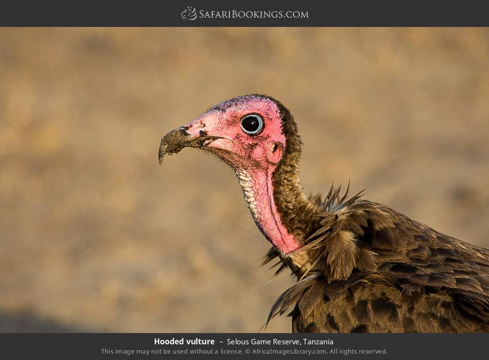 Hooded vulture in Selous Game Reserve, Tanzania