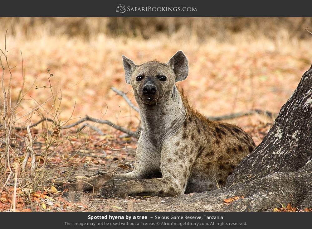 Spotted hyena by a tree in Selous Game Reserve, Tanzania