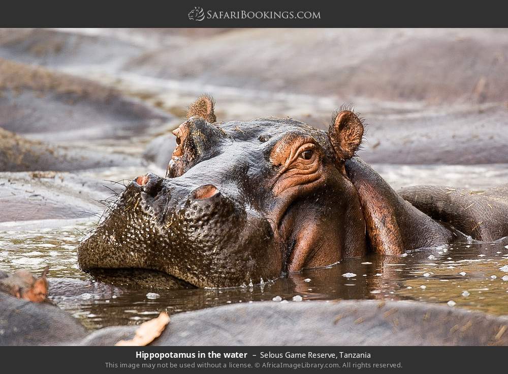 Hippopotamus in the water in Selous Game Reserve, Tanzania