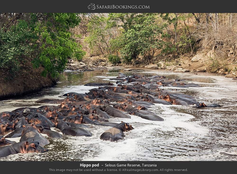Hippo pod in Selous Game Reserve, Tanzania