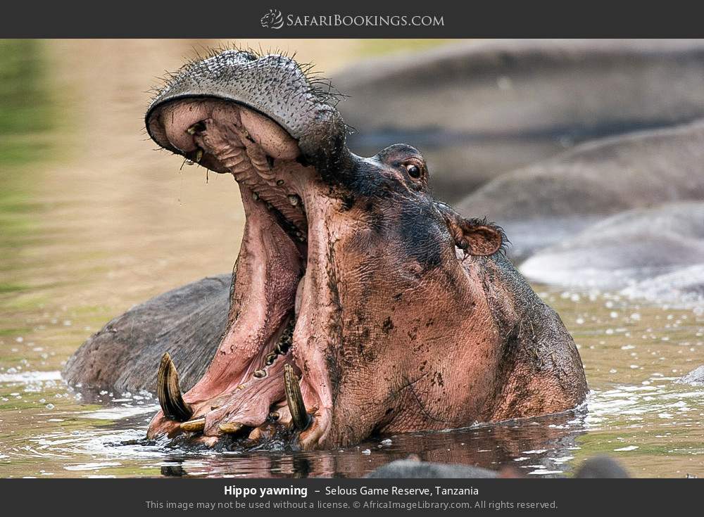 Hippo yawning in Selous Game Reserve, Tanzania