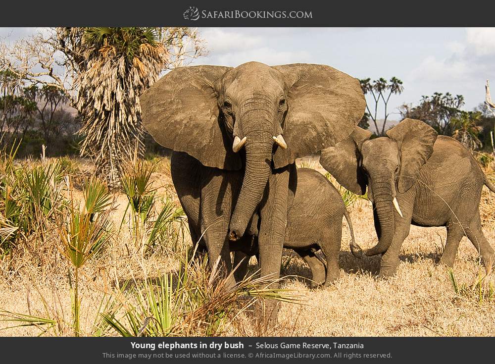 Young elephants in dry bush in Selous Game Reserve, Tanzania