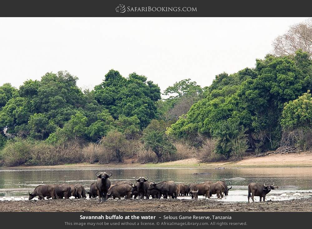 Savannah buffalo at the water in Selous Game Reserve, Tanzania