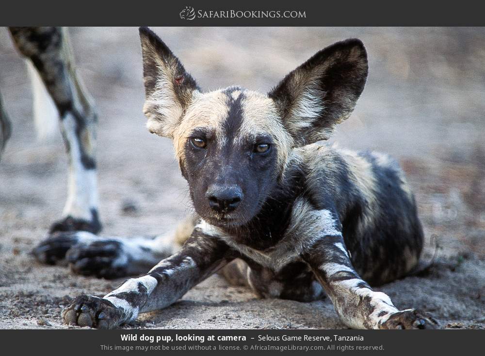 Wild dog pup, looking at camera in Selous Game Reserve, Tanzania