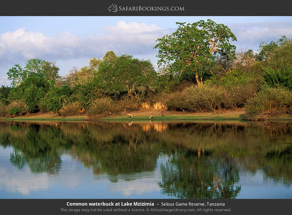 Common waterbuck at Lake Mzizimia in Selous Game Reserve, Tanzania