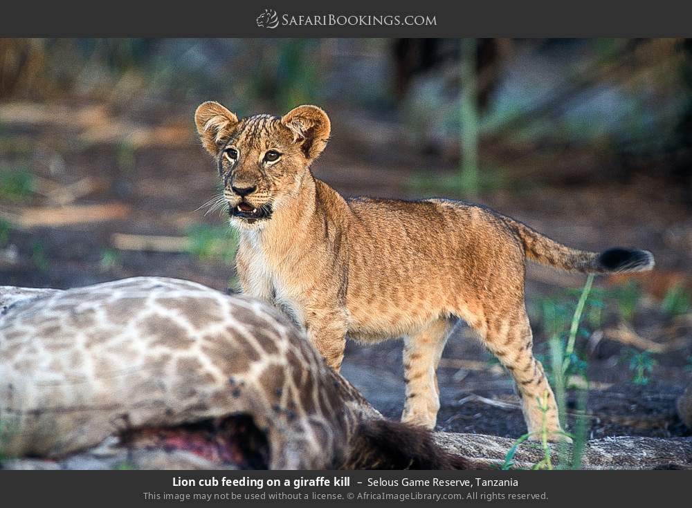 Lion cub feeding on a giraffe kill in Selous Game Reserve, Tanzania