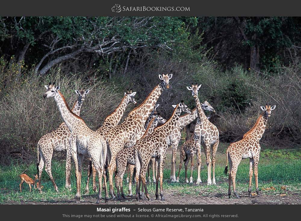 Masai giraffes in Selous Game Reserve, Tanzania