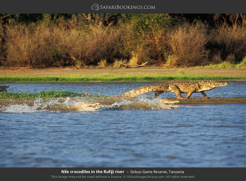 Nile crocodiles in the Rufiji river in Selous Game Reserve, Tanzania