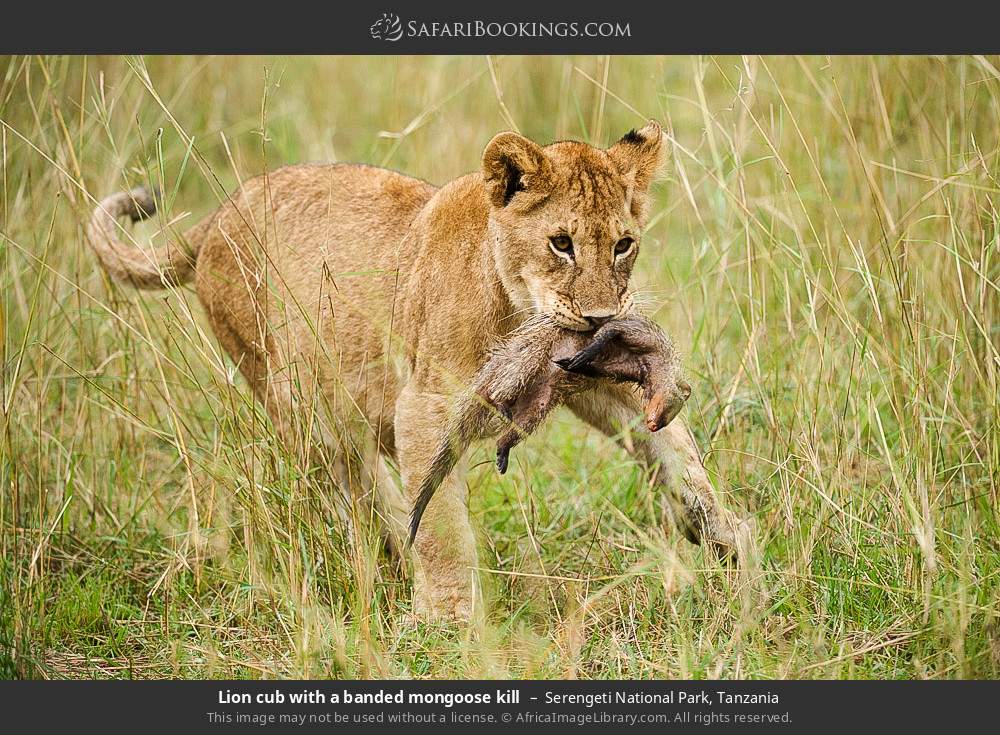 Lion cub with a banded mongoose kill in Serengeti National Park, Tanzania
