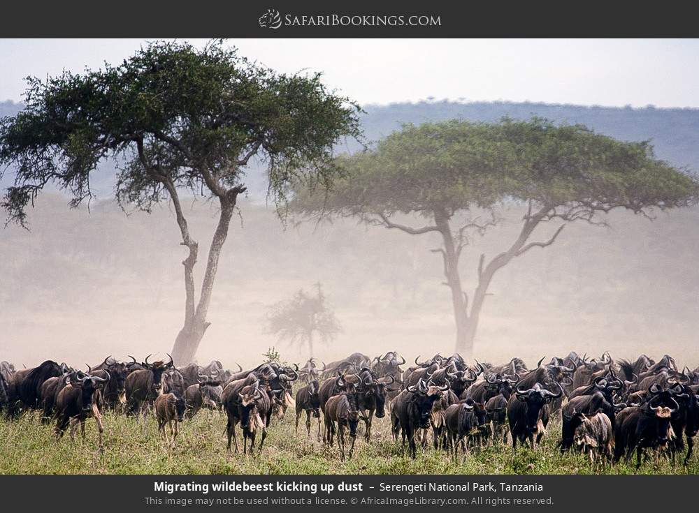 Migrating wildebeest kicking up dust in Serengeti National Park, Tanzania