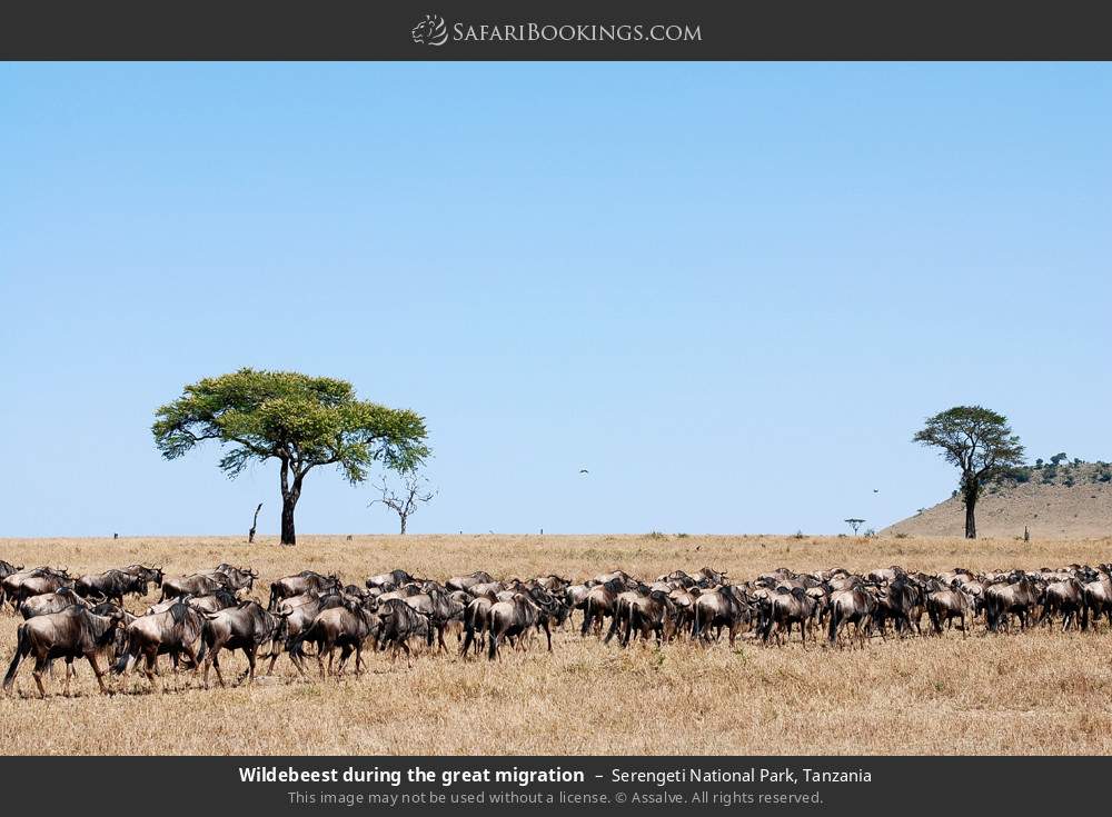 Wildebeest during the great migration in Serengeti National Park, Tanzania