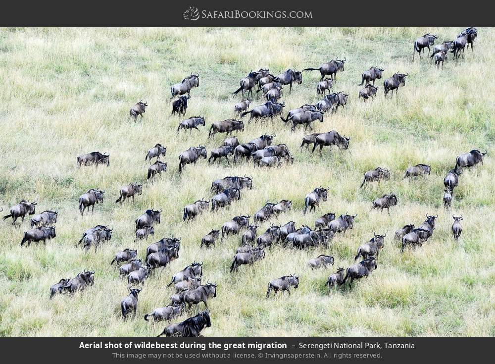 Aerial shot of wildebeest during the great migration in Serengeti National Park, Tanzania