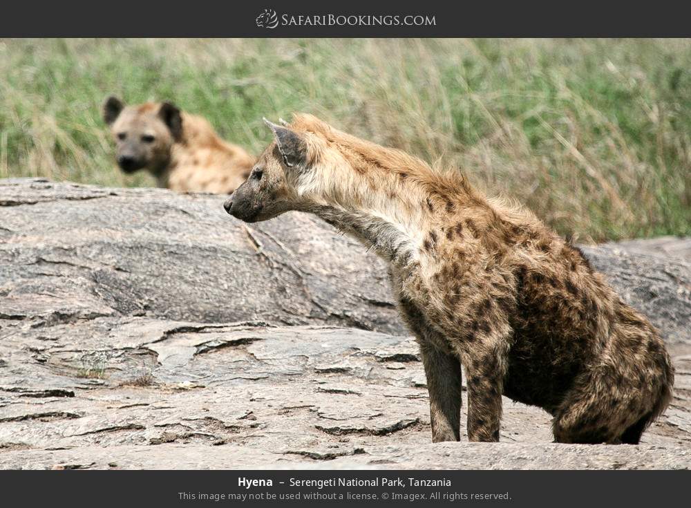 Hyena in Serengeti National Park, Tanzania