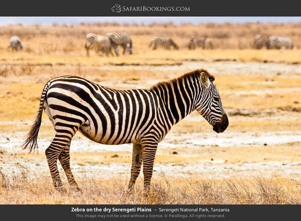 Zebra on the dry Serengeti Plains in Serengeti National Park, Tanzania