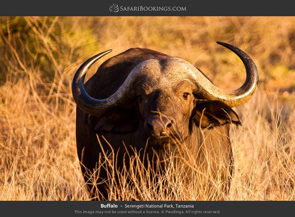 Buffalo in Serengeti National Park, Tanzania