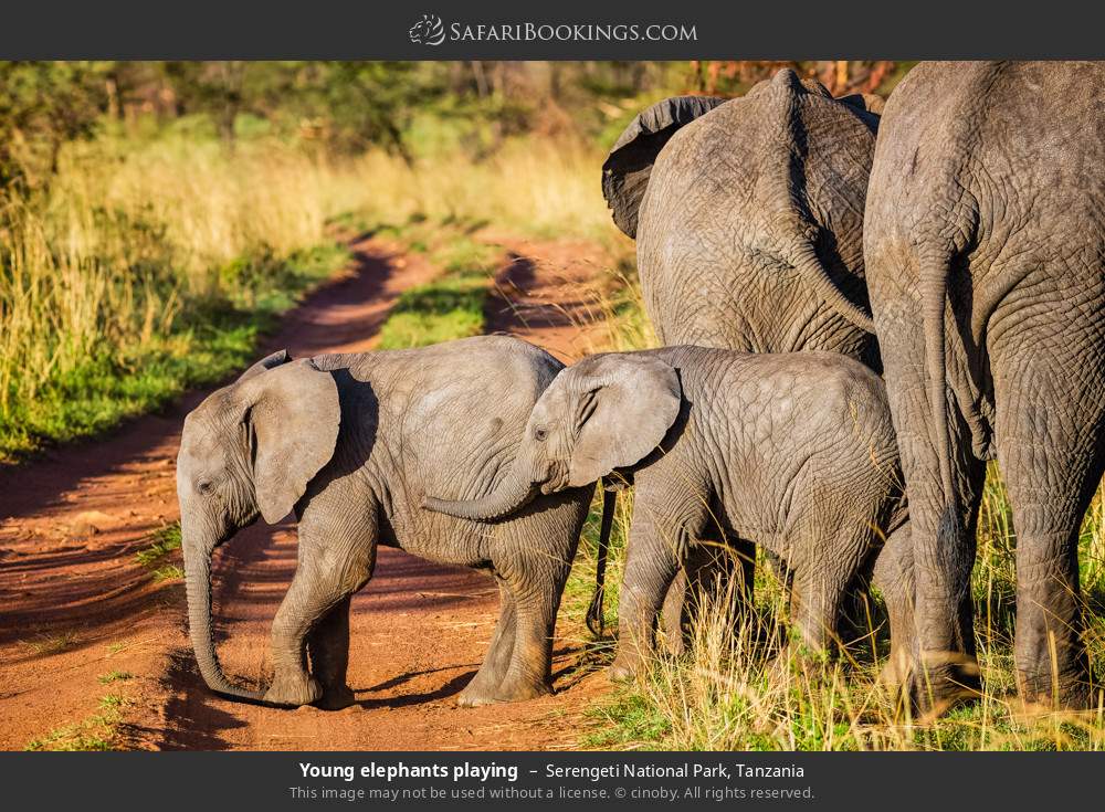 Young elephants playing in Serengeti National Park, Tanzania