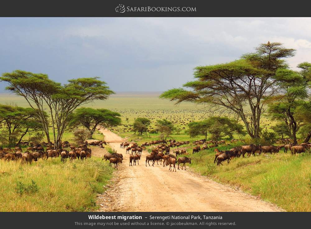 Wildebeest migration in Serengeti National Park, Tanzania