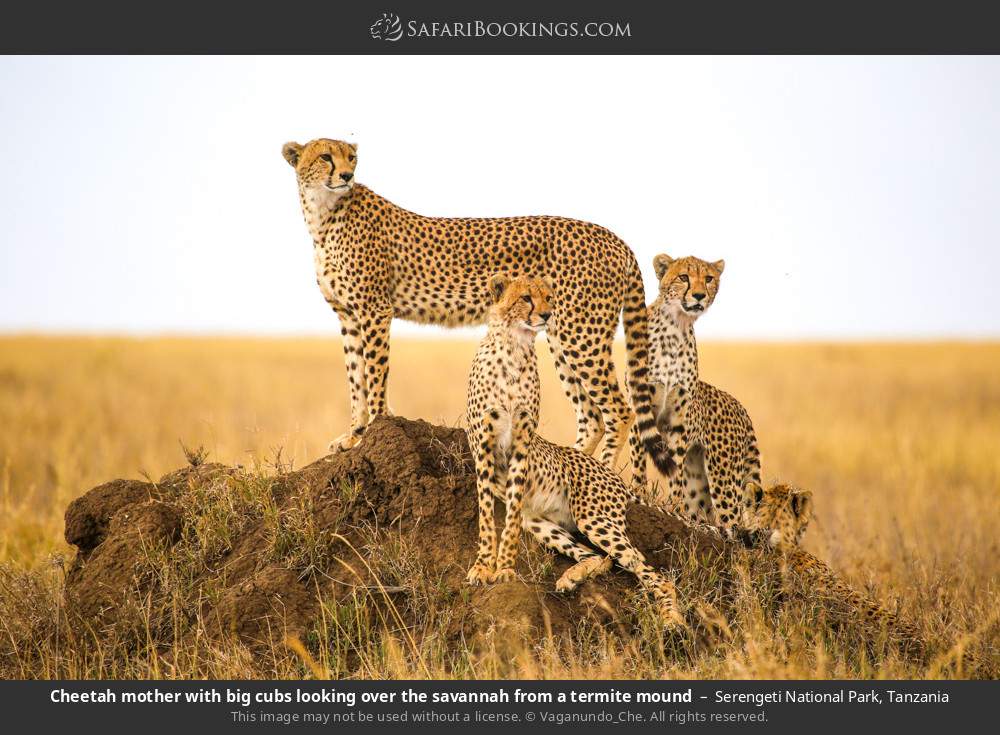 Cheetah mother with big cubs looking over the savannah from a termite mound in Serengeti National Park, Tanzania