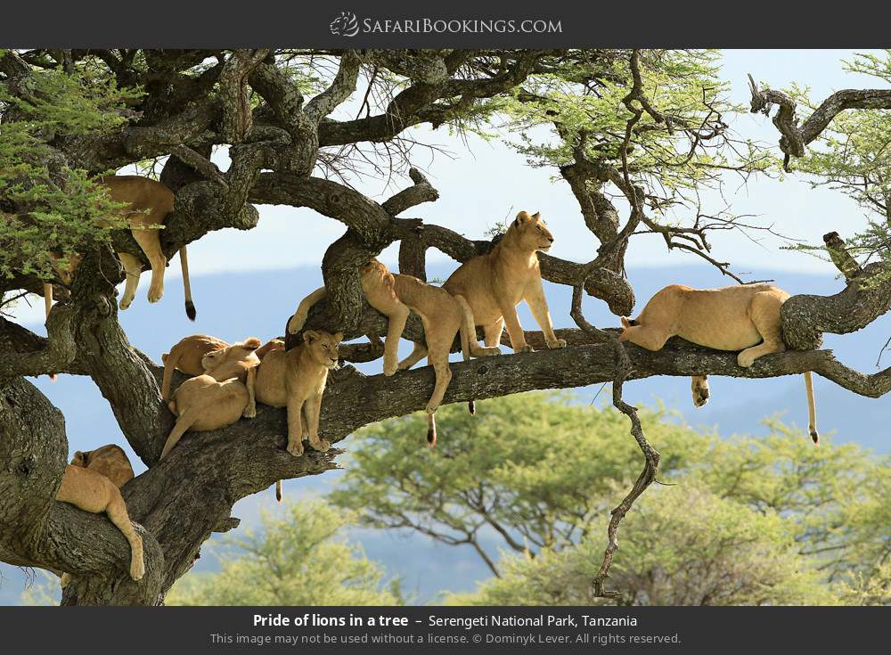 Pride of lions in a tree in Serengeti National Park, Tanzania