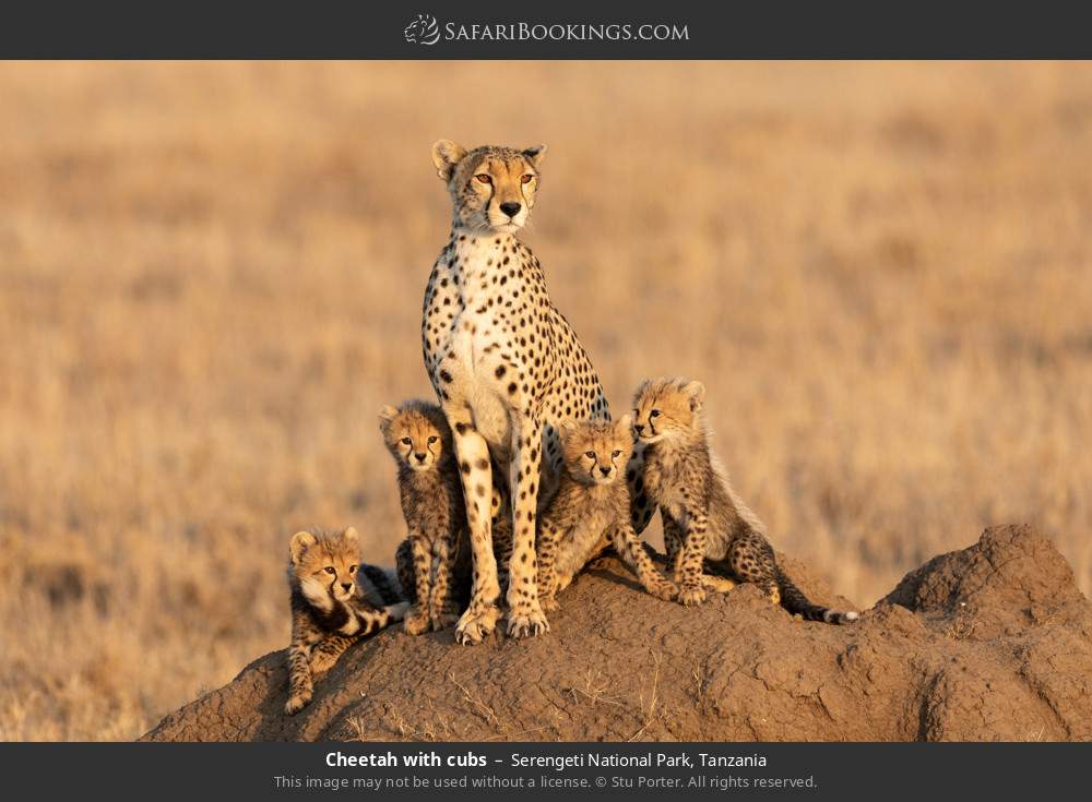 Cheetah with cubs in Serengeti National Park, Tanzania