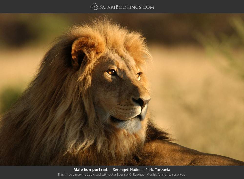 Portrait of a male lion in Serengeti National Park, Tanzania