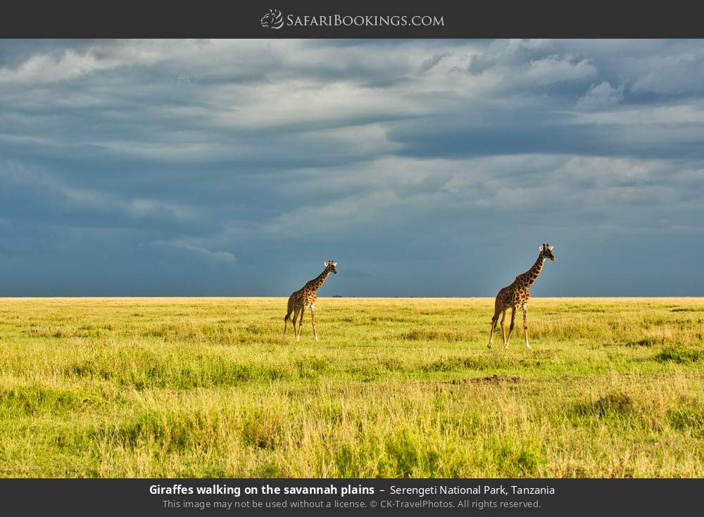 Giraffes walking on the savannah plains in Serengeti National Park, Tanzania