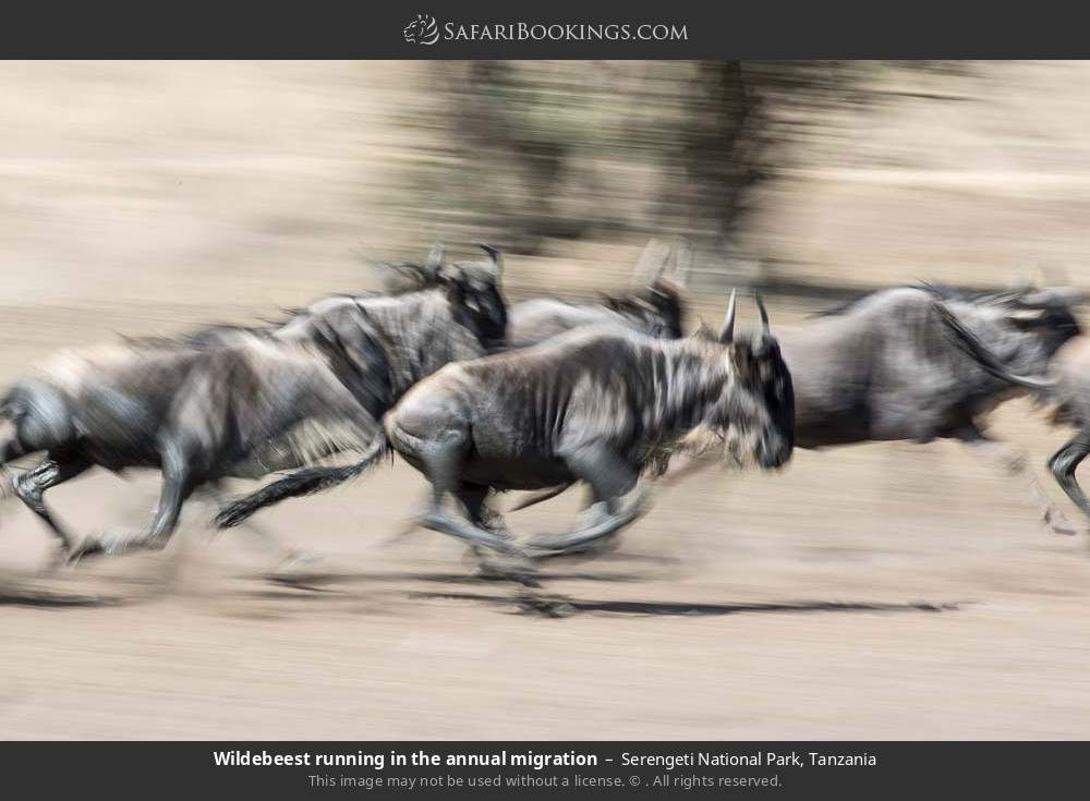 Wildebeest running in the annual migration in Serengeti National Park, Tanzania