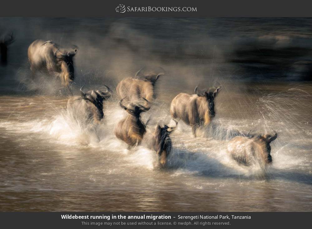 Wildebeest running in the annual migration in Serengeti National Park, Tanzania