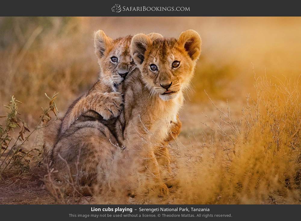 Lion cubs playing in Serengeti National Park, Tanzania