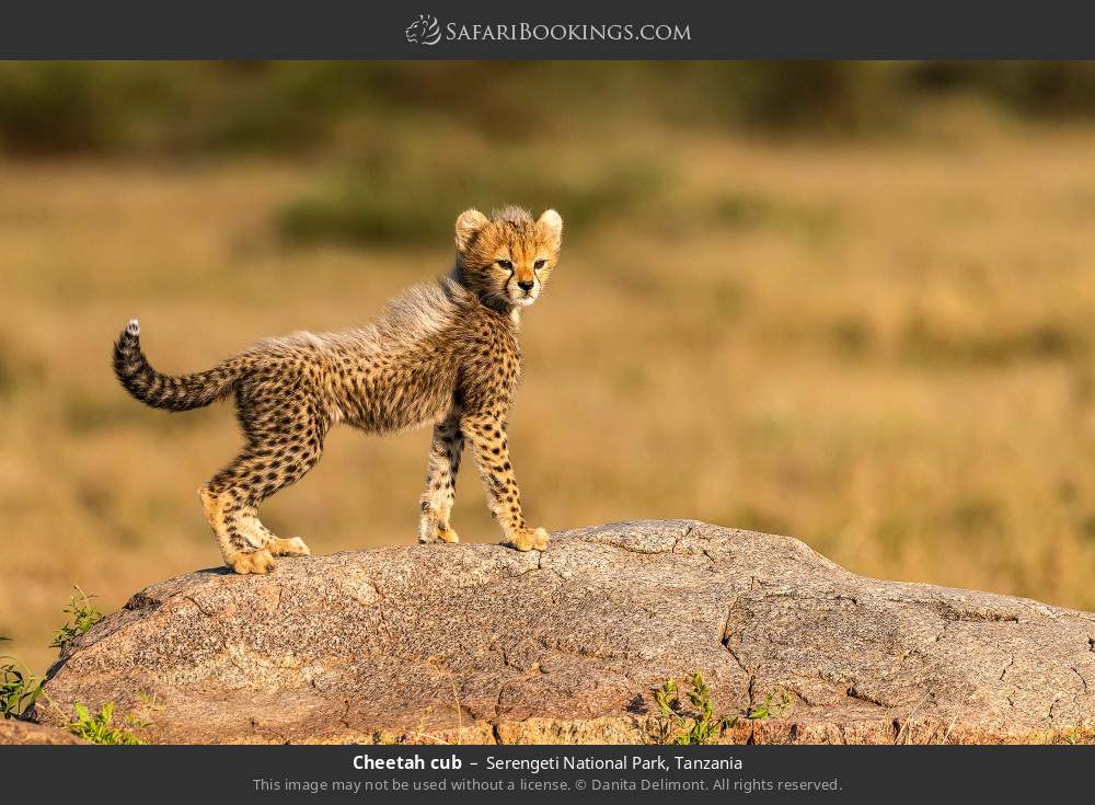 Cheetah cub in Serengeti National Park, Tanzania