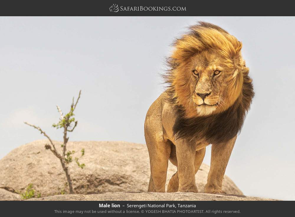 Male lion in Serengeti National Park, Tanzania