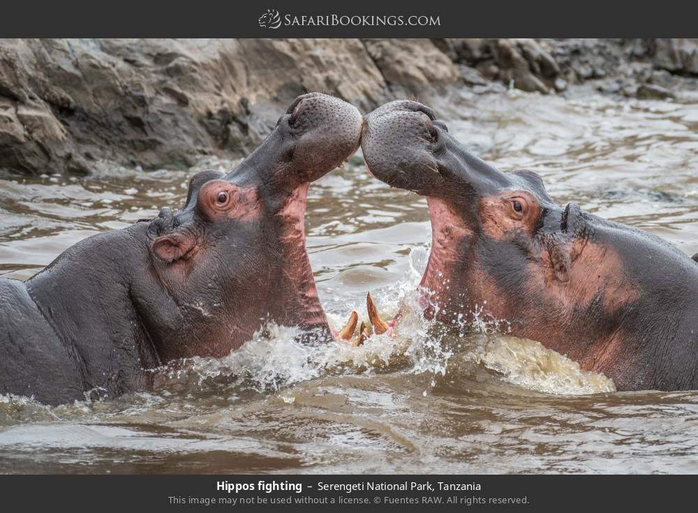 Hippos fighting in Serengeti National Park, Tanzania