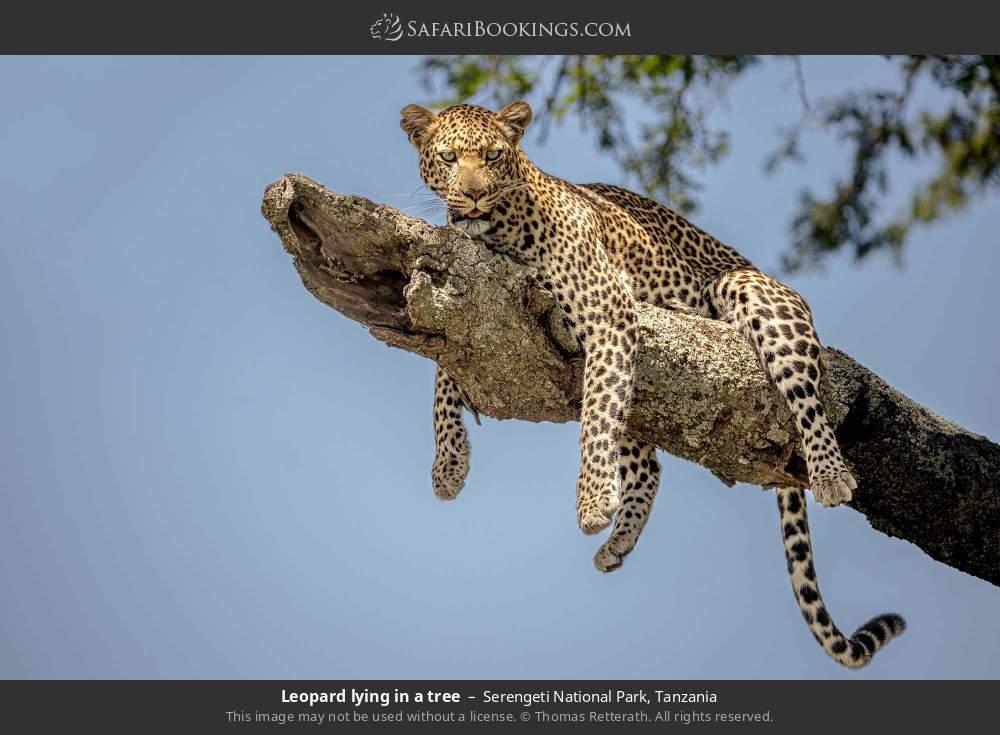 Leopard lying in a tree in Serengeti National Park, Tanzania